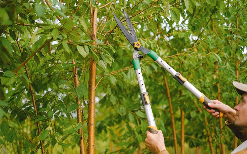 Tree trimming in Adel, OR